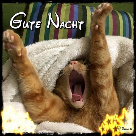 bilder gute nacht lustig